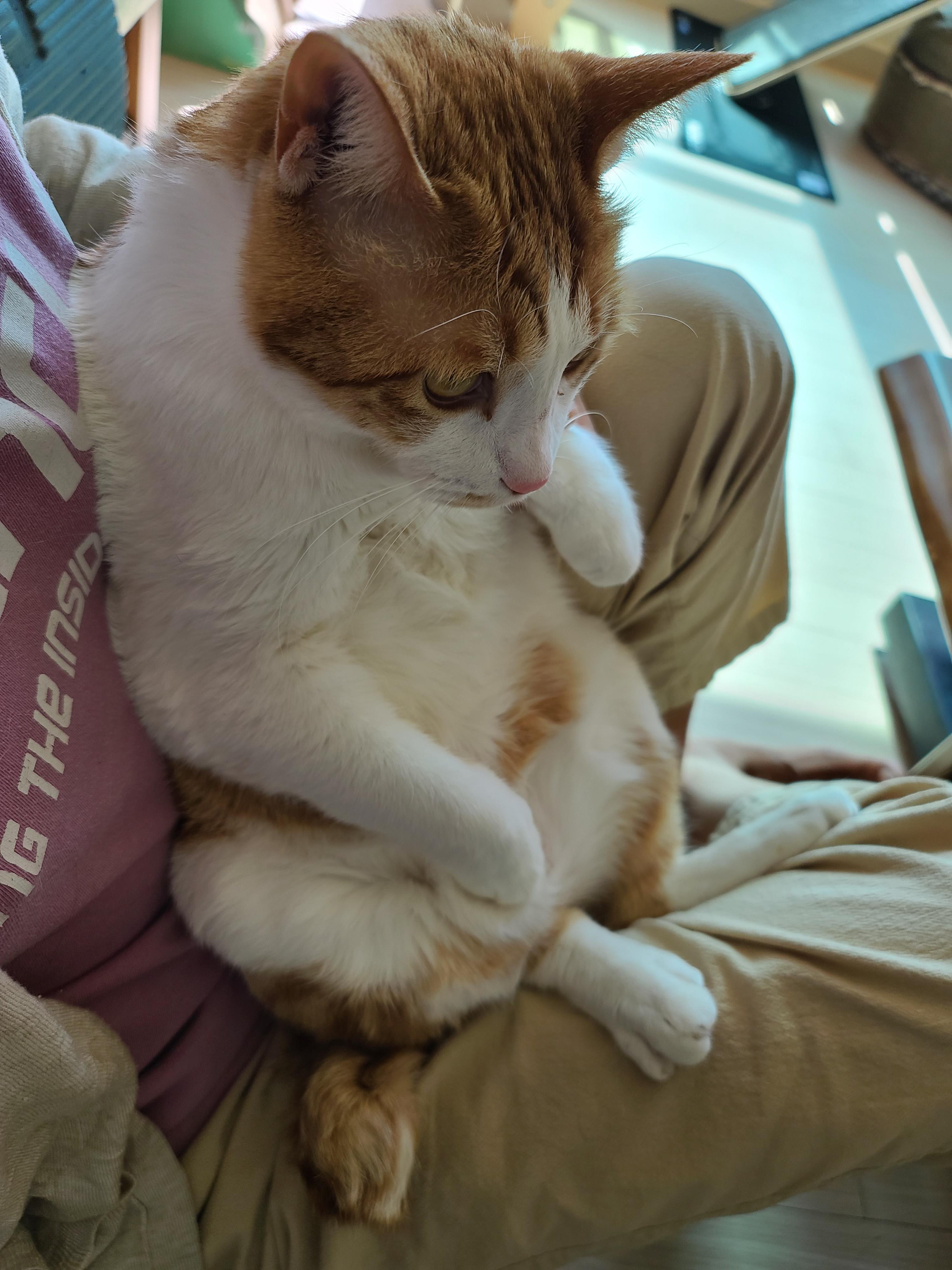 우리집 고양이들 발톱깎을때. 고양이 발톱깎기. 레벨1 vs 보스급. 중간이 없어..