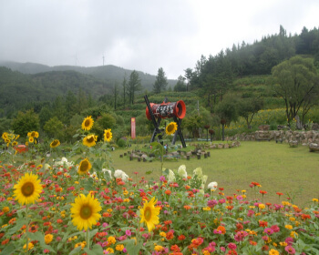 태백 해바라기 축제_1