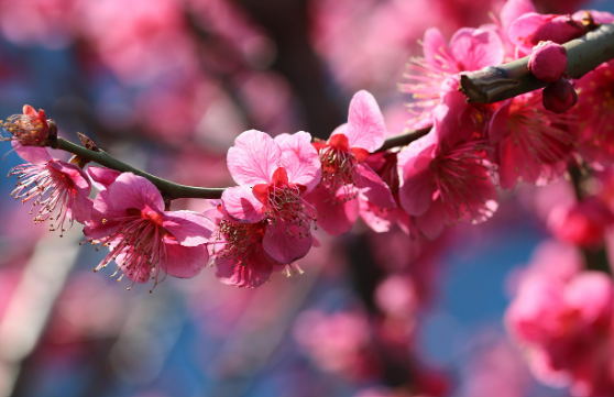 전남 광양 구례 매화마을 매화축제 안내