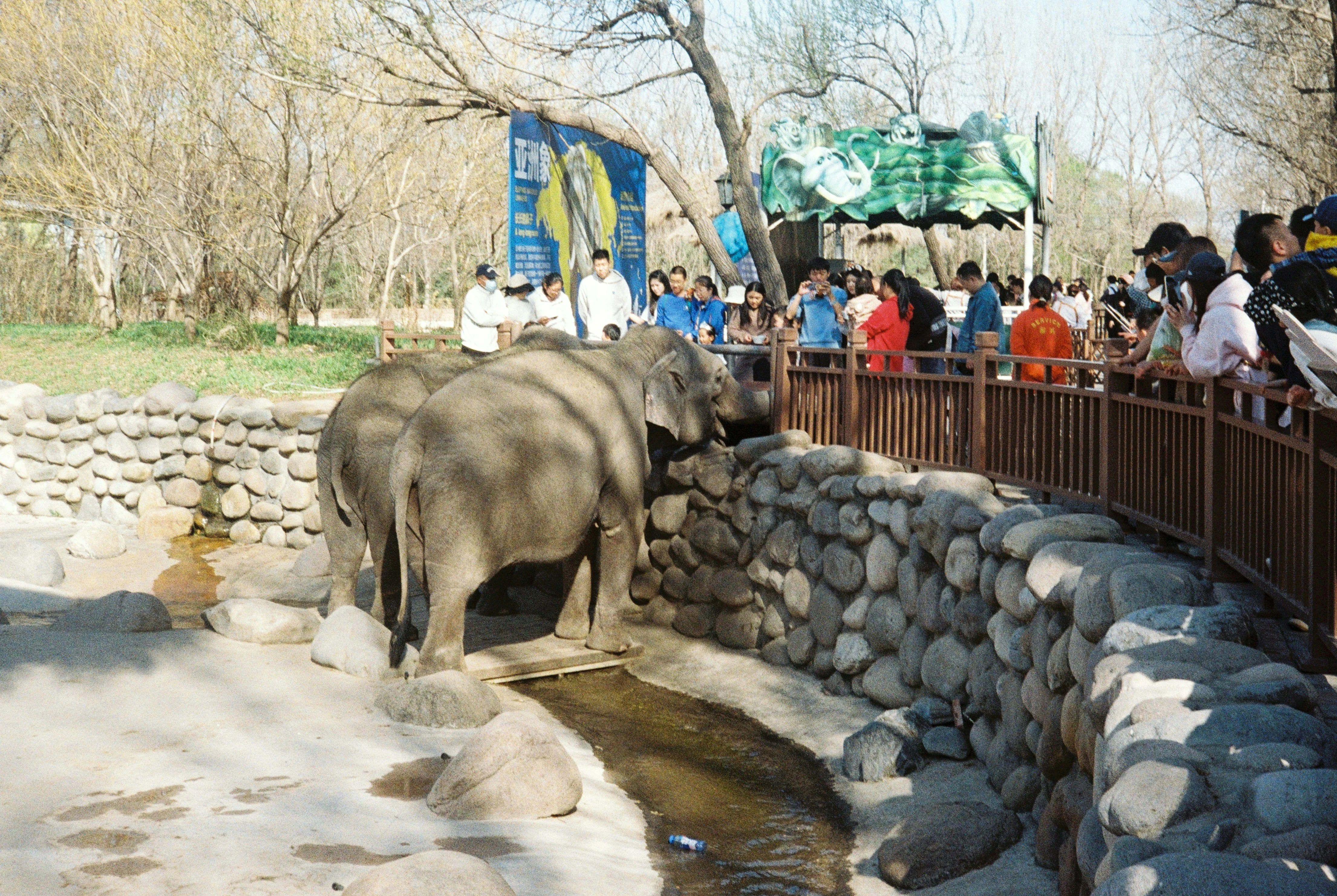 동남아시아 끄라비 코끼리 체험중인 여행객들