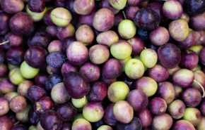 간헐적 단식 방법 16:8 기간 효과 간헐적 단식 효과 부작용