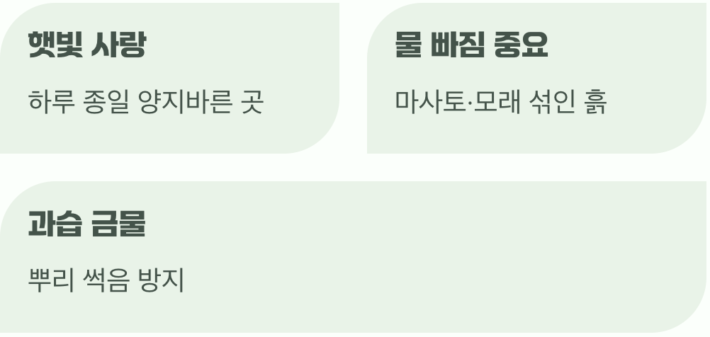 향기를 위한 최고의 명당