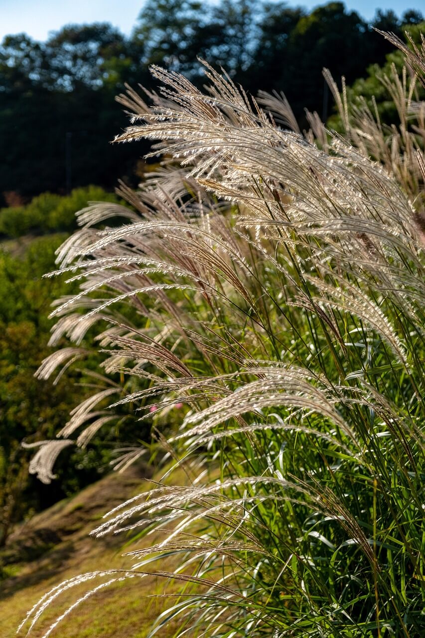 창녕-화왕산- 억새 명소 - 10월 -가을 여행 -2