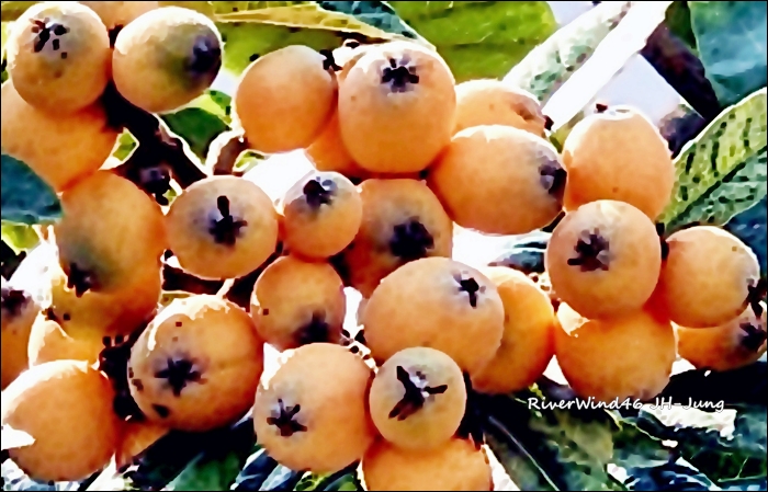 비파나무(枇杷나무)와 비파잎,열매(枇杷)Loquat