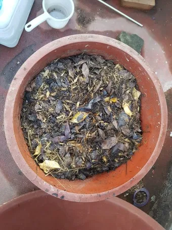 농사 퇴비 만들기 낙엽 음식물 왕겨 EM발효 쉬운 방법_15