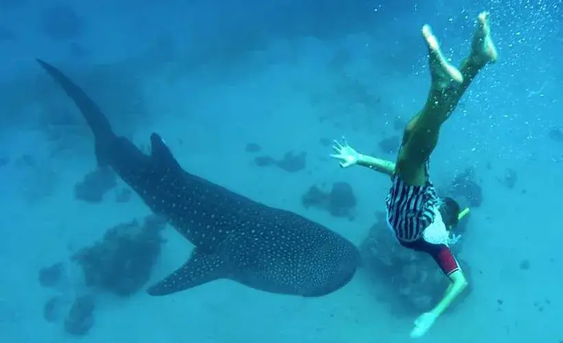 kkday 할인 연차 소진 활용 세부 오슬롭 투어 추천 동남아 해외여행 추천