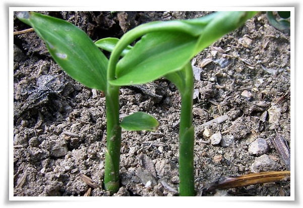 &quot;생강 심기&quot; 텃밭의 보물, 4월 ~ 5월 초 생강 심기로 건강과 맛을 동시에!