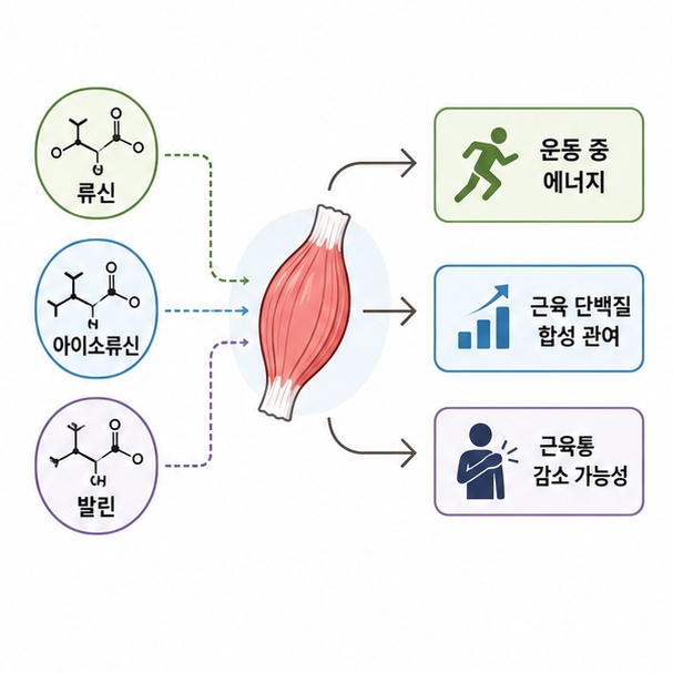 류신과 아이소류신, 발린이 운동 중 에너지와 근육 단백질 합성에 관여하고 근육통 감소에 도움이 될 가능성을 보여주는 그림