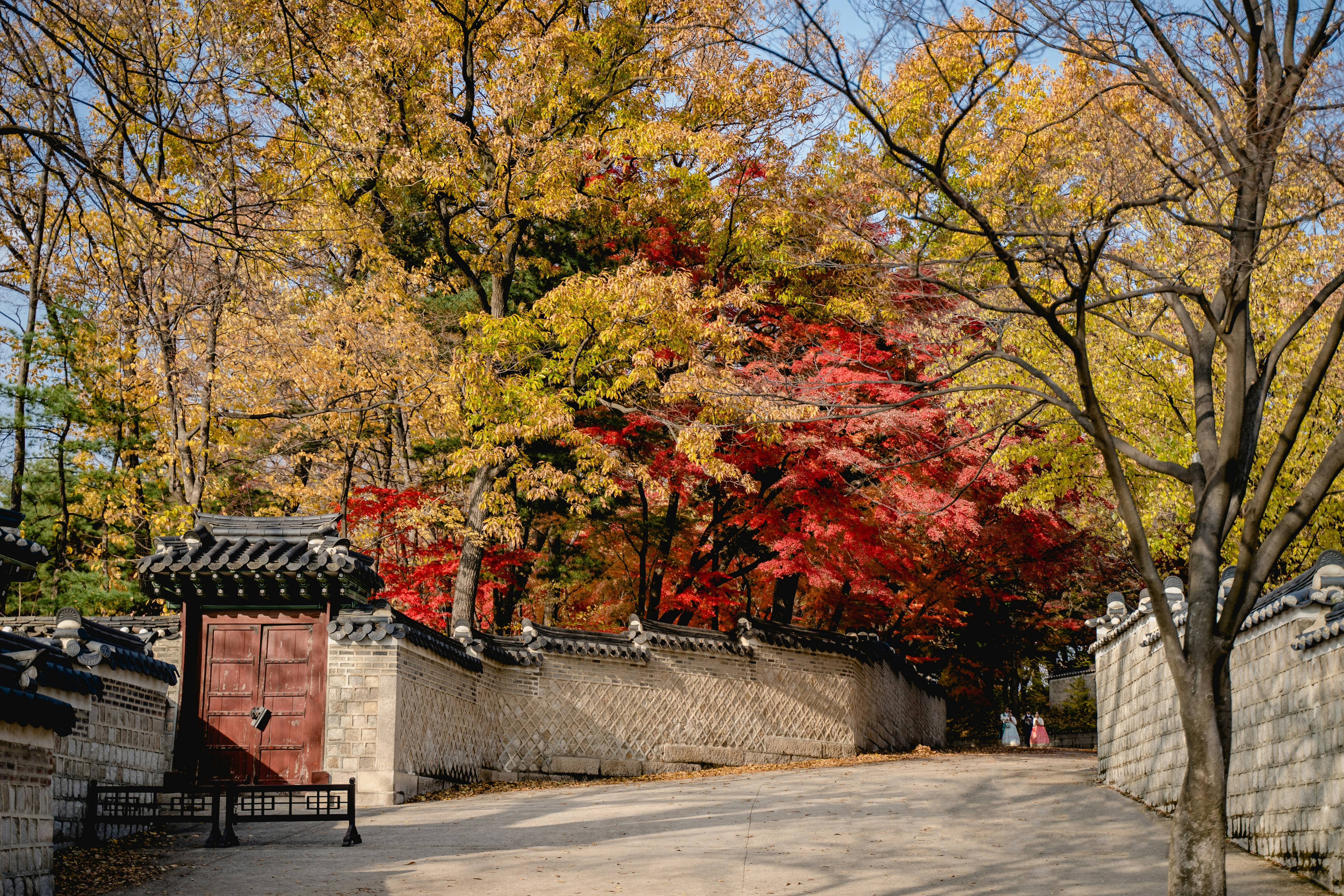 화담숲 단풍시기부터 주차·숙소·맛집까지|가을여행 필수정보 총정리!