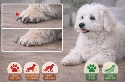 반려견 발톱길이와 건강의 상관관계 관련 사진