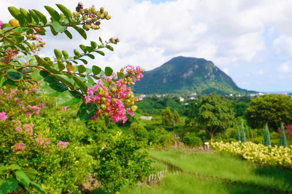 제주 핑크뮬리 명소 마노르블랑