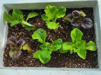 청상추 재배 모종 선택 잎 수확 습도 관리_7