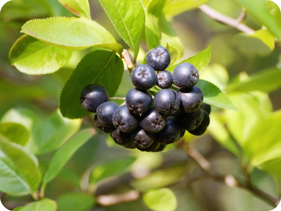 아로니아-효능
