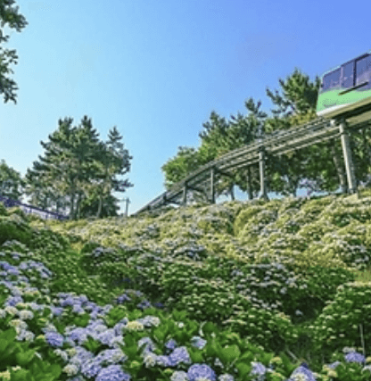 장생포 수국축제