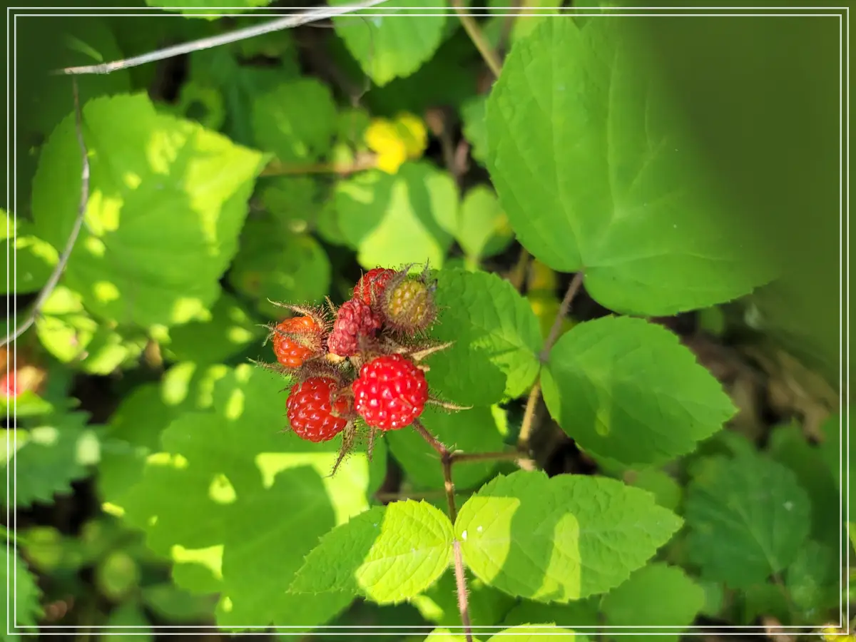 한탄강-주상절리길-잔도길-아래-산딸기-확대