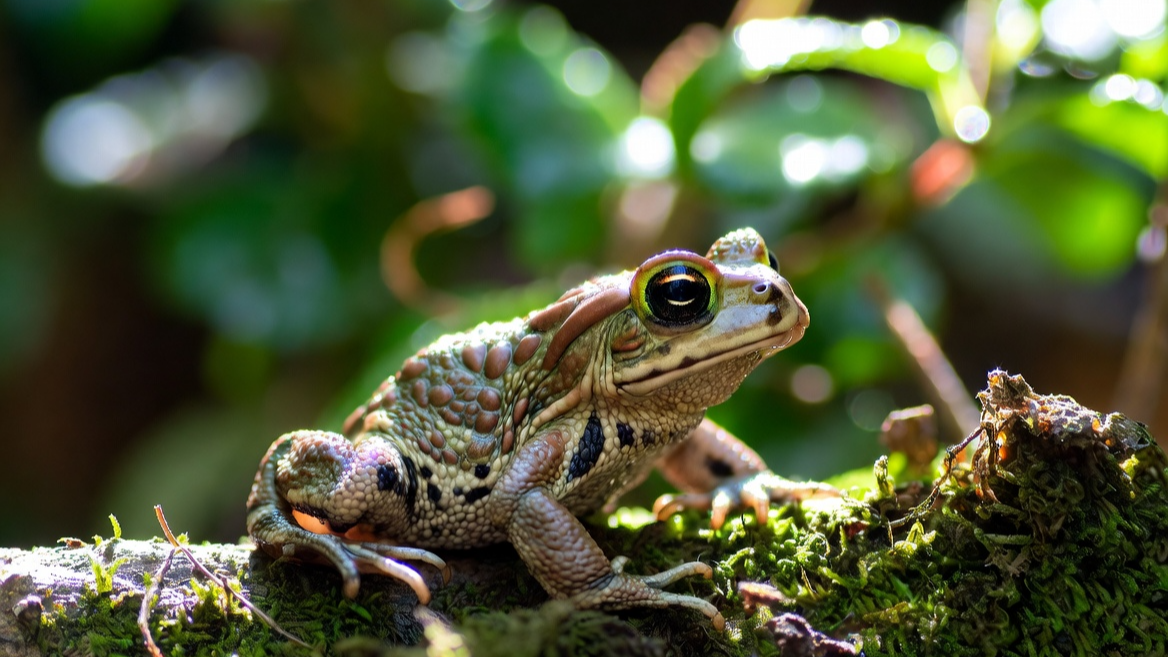 탈피를 성공적으로 마치고 생기를 되찾은 성체 두꺼비의 자태