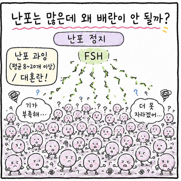 배란이 '갑자기' 일어나는 이유