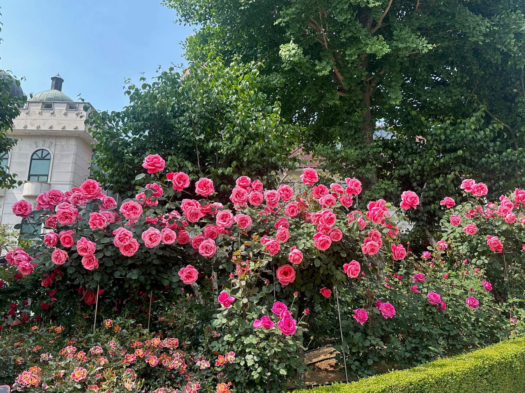 부천 백만송이장미축제