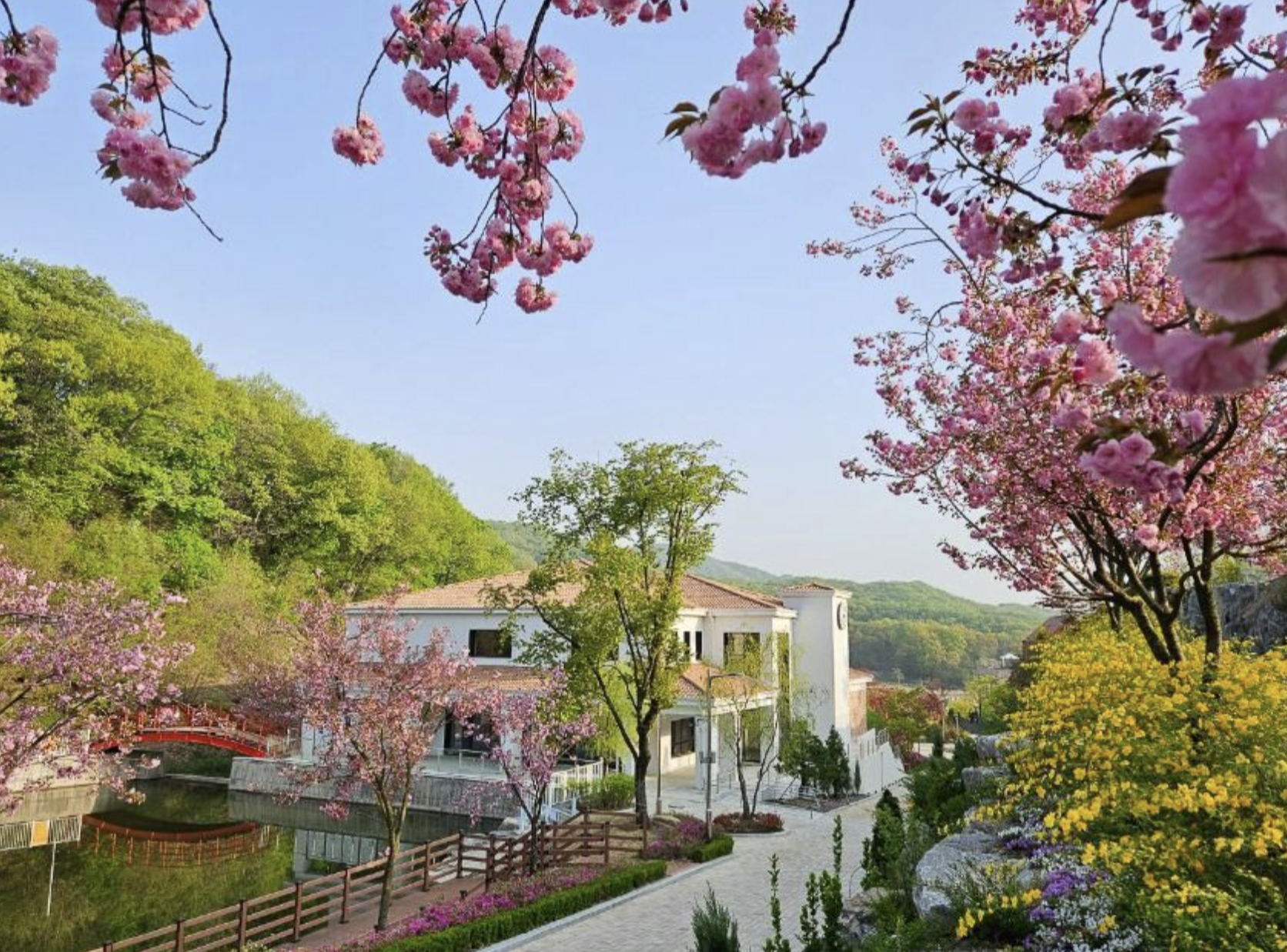 용인자작나무숲 맛집 봄꽃축제 가는길 안내