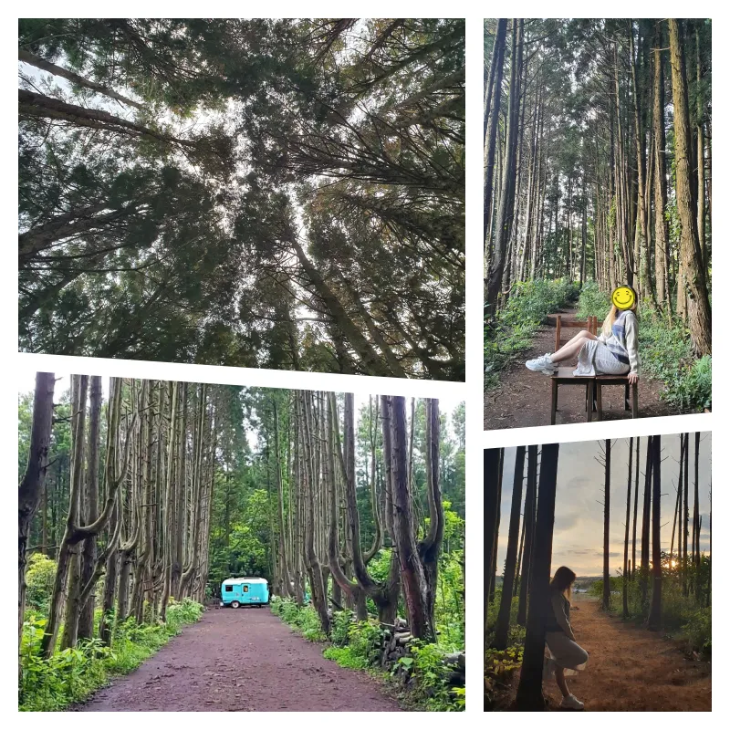 제주도-인생샷-안돌오름-비밀의숲-