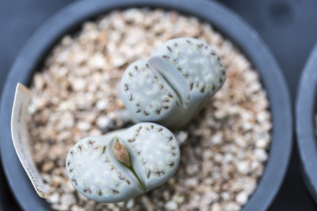 해외 희귀 다육식물 – 리튬을 닮은 리톱스