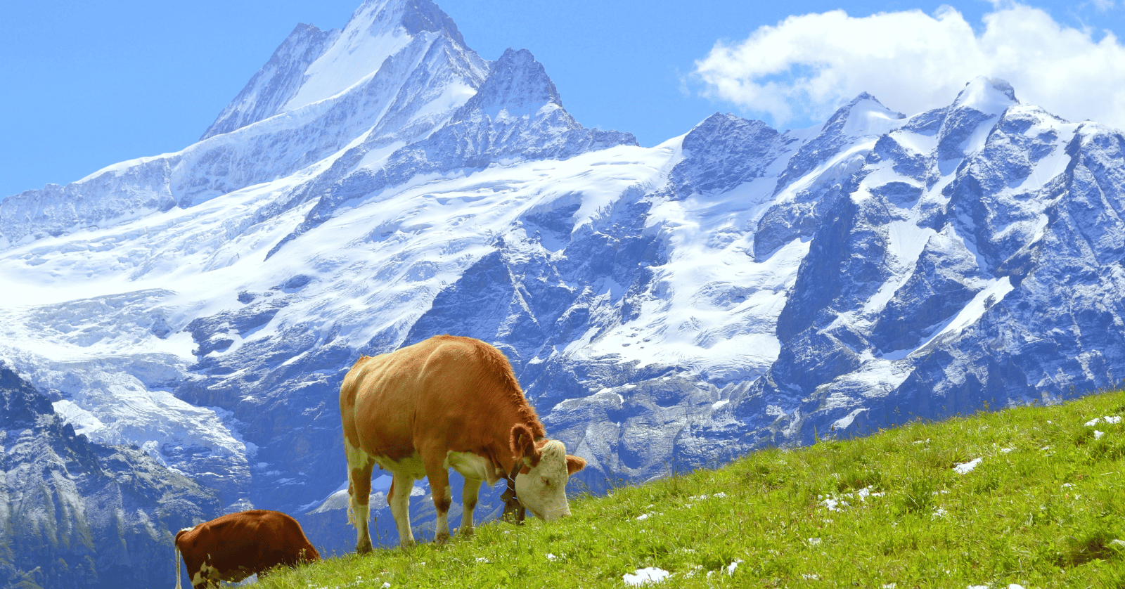 스위스여행하기좋은계절