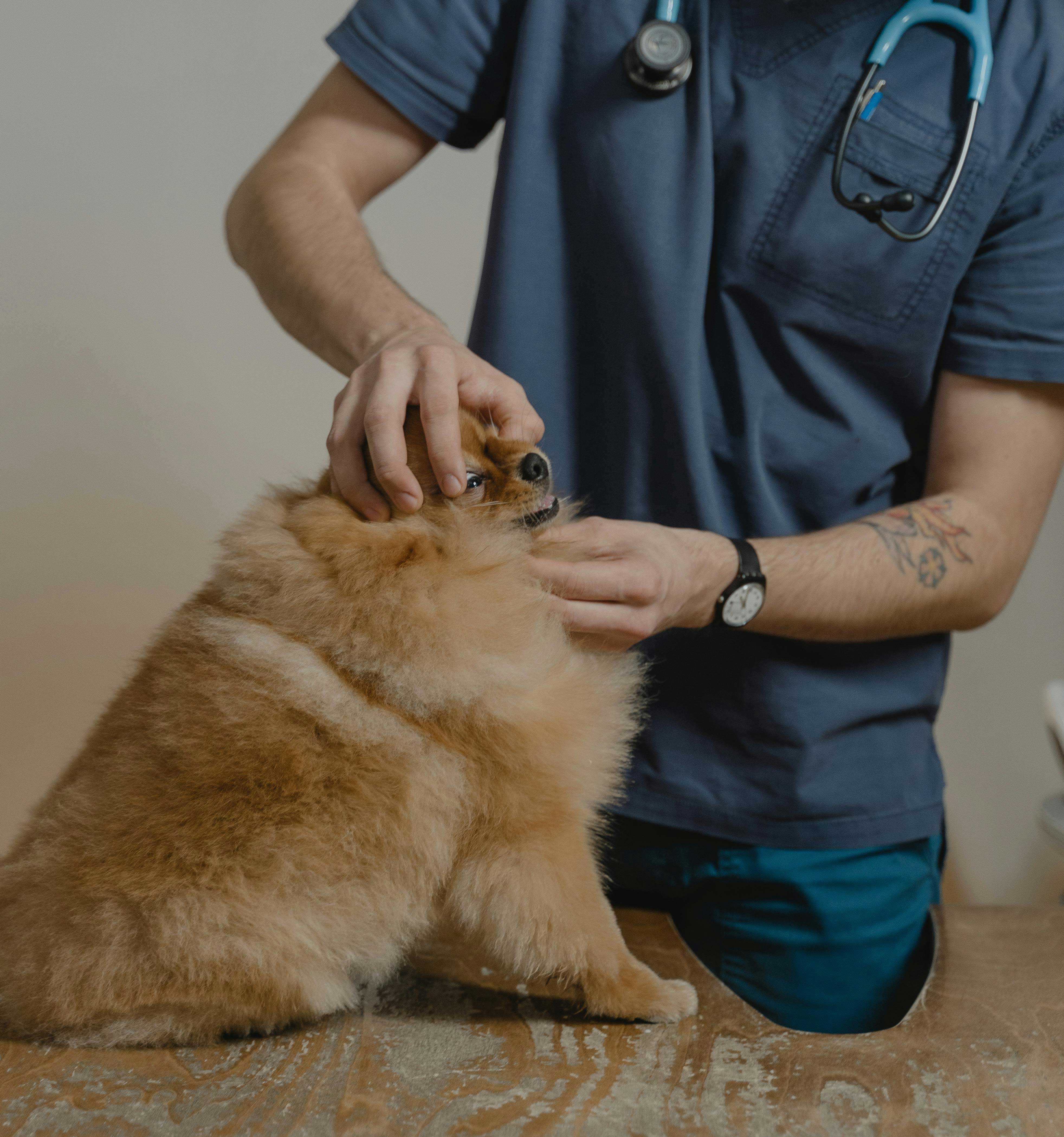 강아지 정기백신&middot;기생충 예방이 장기 건강에 미치는 영향