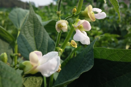 서리태 파종의 가장 이상적인 시점 2