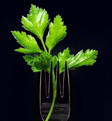 파슬리의 효능 부작용 먹는법 고르는법