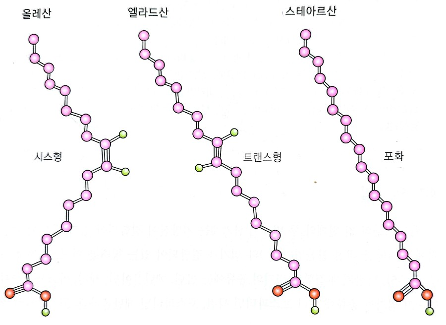 시스, 트랜스, 포화지방산의 사슬모양