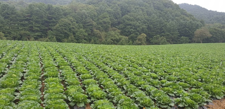 절임배추 추천 Best 3