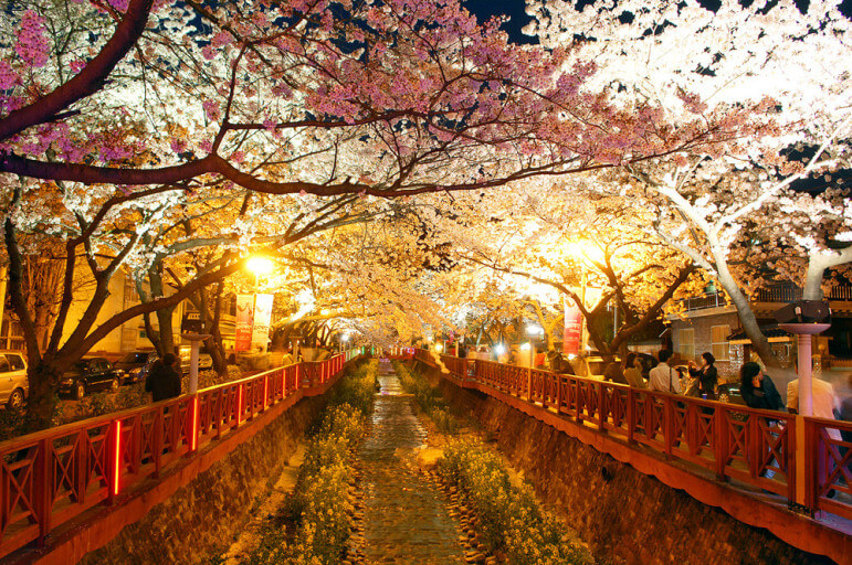 2025년 진해 군항제 일정 및 볼거리 맛집, 카페사진