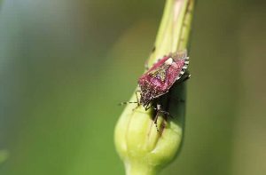 빈대 출몰 지역 확인 &lt;빈대 현황판: 빈대보드&gt;