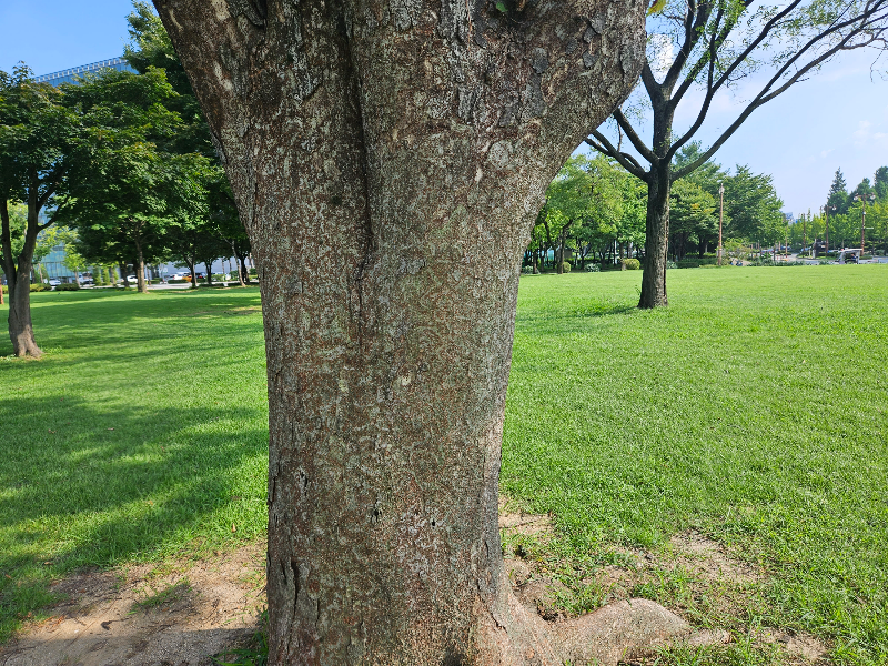 느티나무 수피2