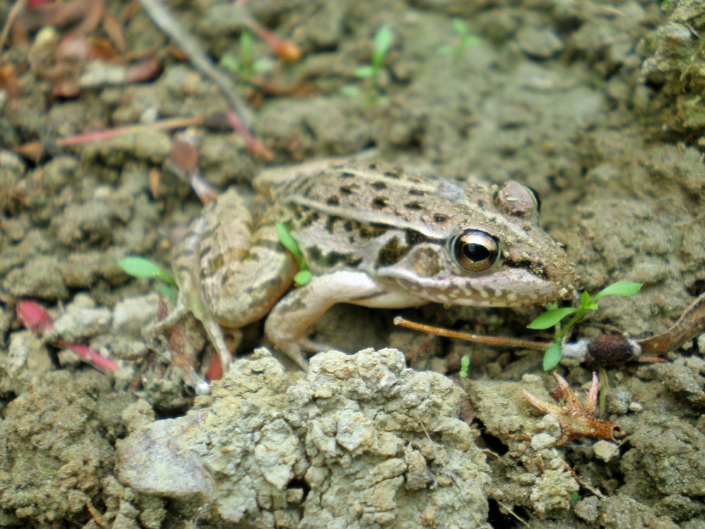 기장군 철마면 상신리마을 개구리
