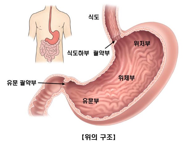 위 건강