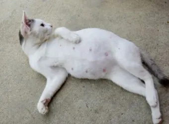 고양이 임신 기간 주기 가능나이 배모양_31