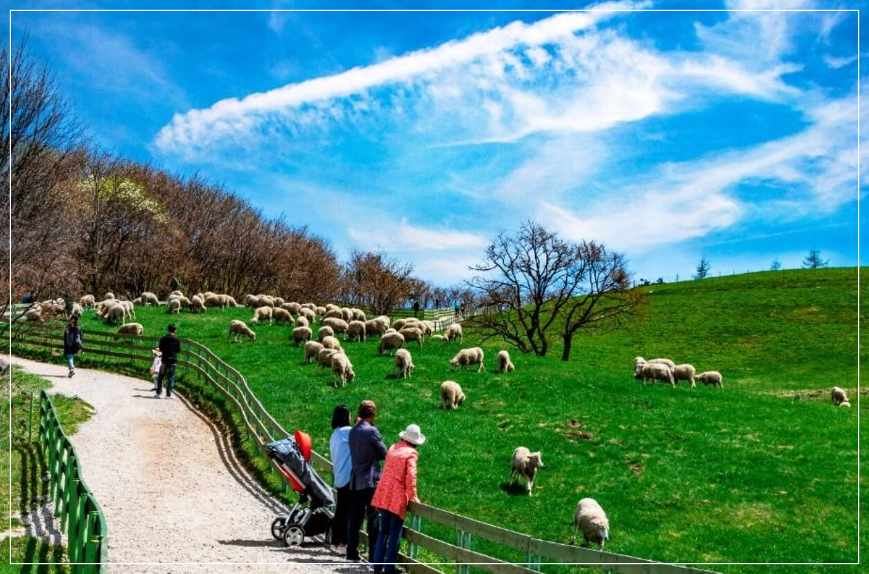 평창 가볼만한곳 베스트10 대관령 양떼목장