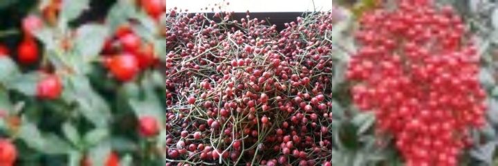 들장미_열매_로즈힙