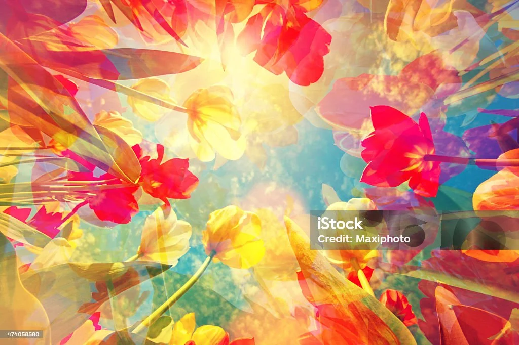 HTP 검사 해석 가이드: 집·나무·사람 그림이 말해주는 내면의 진실