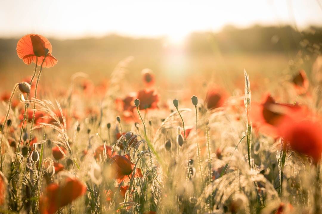 Poppy