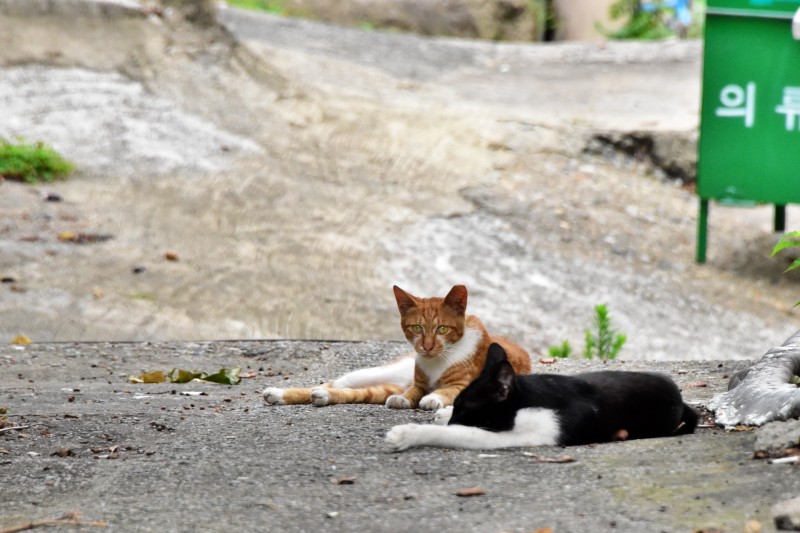 해운대 반여3동 삼어마을 고양이