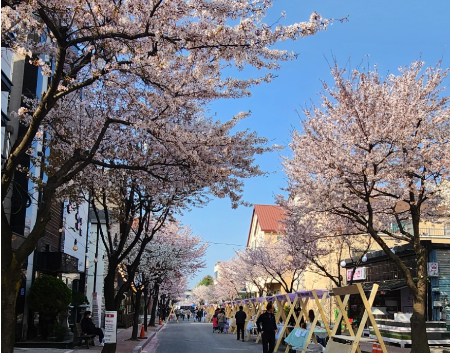 교동택지 벚꽃