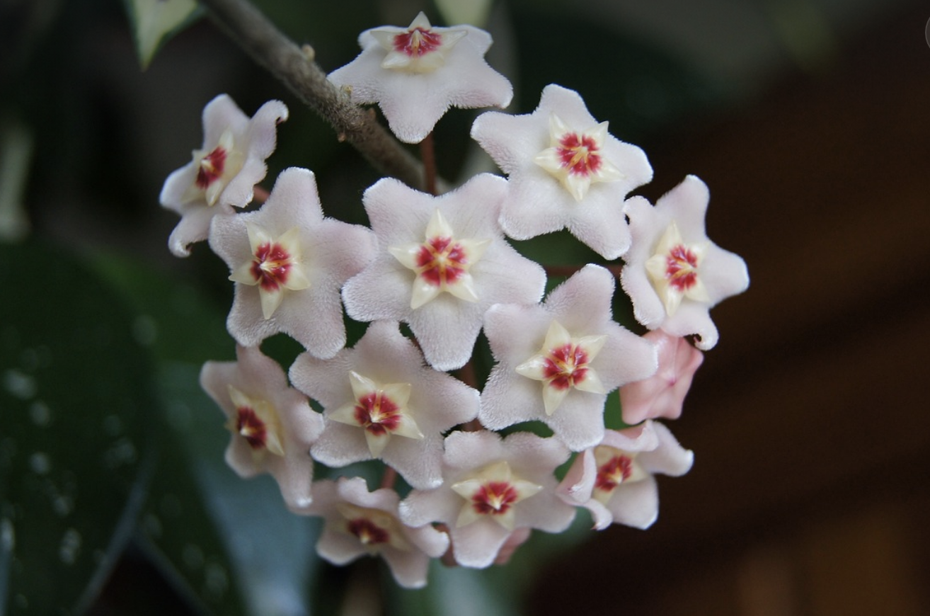 호야 카르노사 꽃