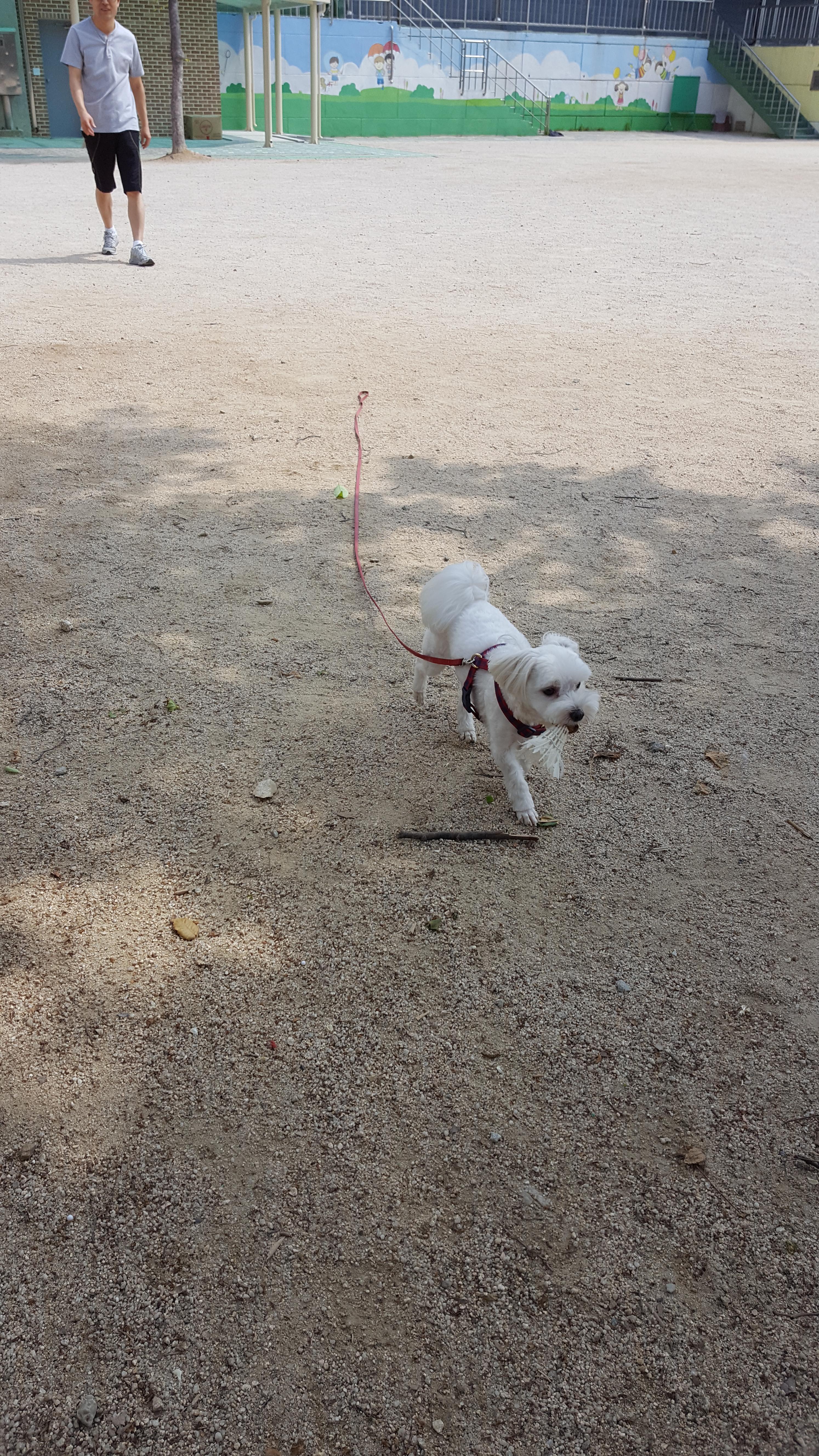 강아지 산책 
