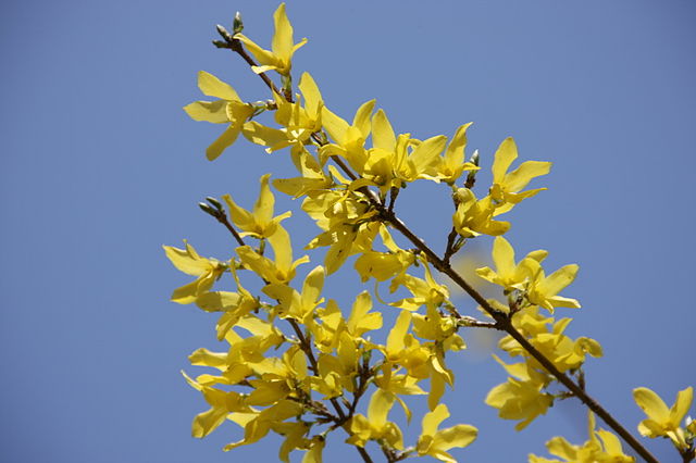 2024 개나리 개화시기 진달래 개화시기 벚꽃 개화시기 만개 절정 개화 벚꽃축제