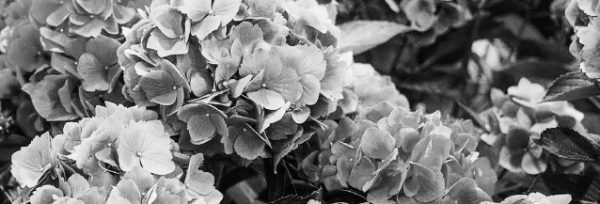 수국 키우기: 햇빛 &middot; 온도