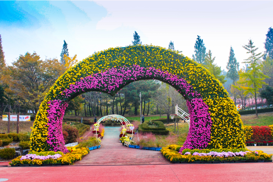 익산-천만송이-국화축제