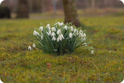 3월에 피는 하얀 수선화