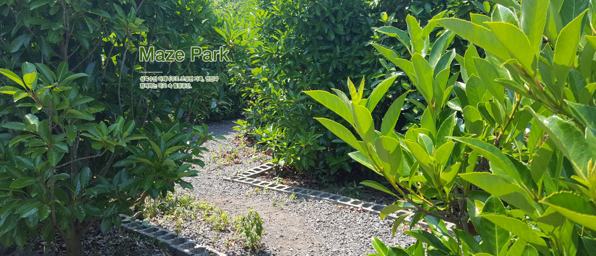 비체올린 능소화축제